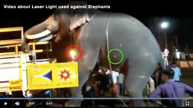 elephant alleged laser Kerala India